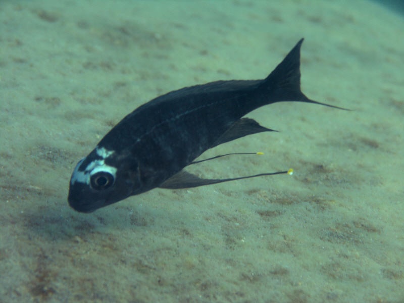 Ophthalmotilapia sp. 'whitecap' Mabilibili Bay